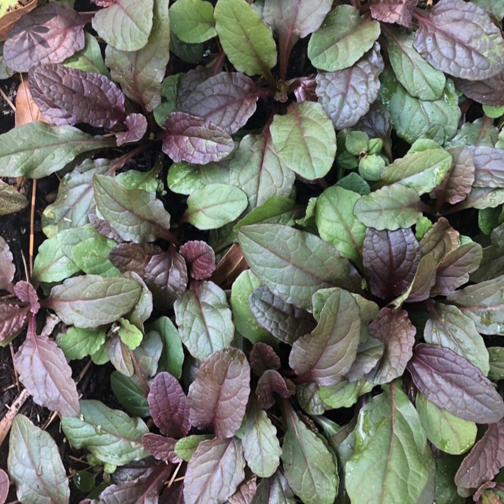 Ajuga Bugle Live Flowering Plants Ground Cover - Picture 2 of 5